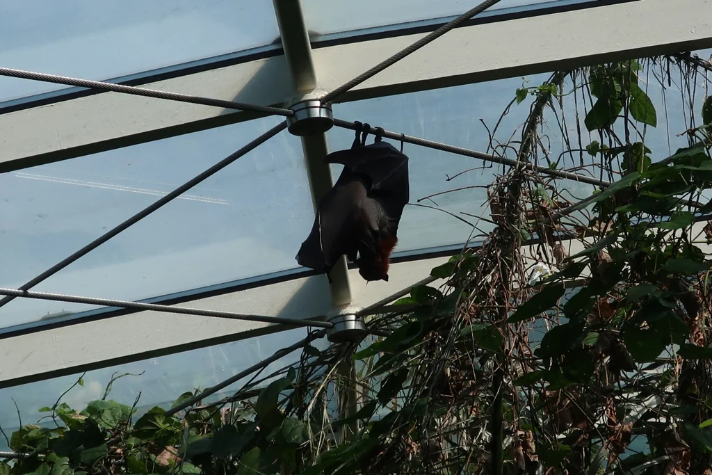 Fledermaus.JPG