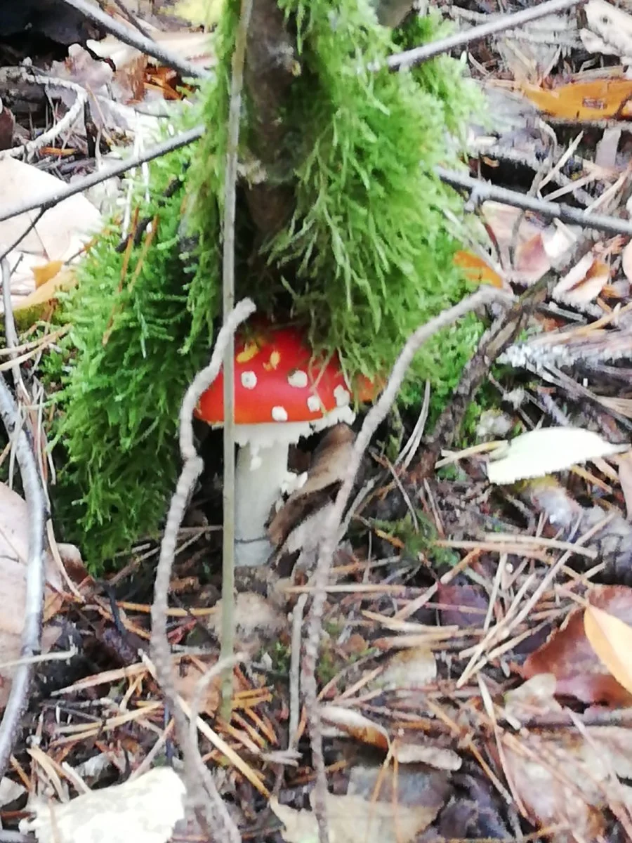 fliegenpilz.jpg