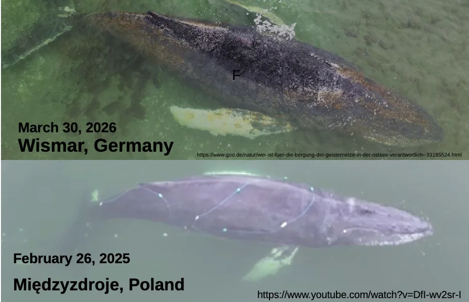 Flipper-Vergleich.webp