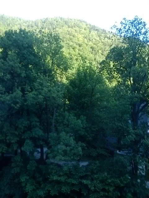 Forest, May 17th, 2012.jpg