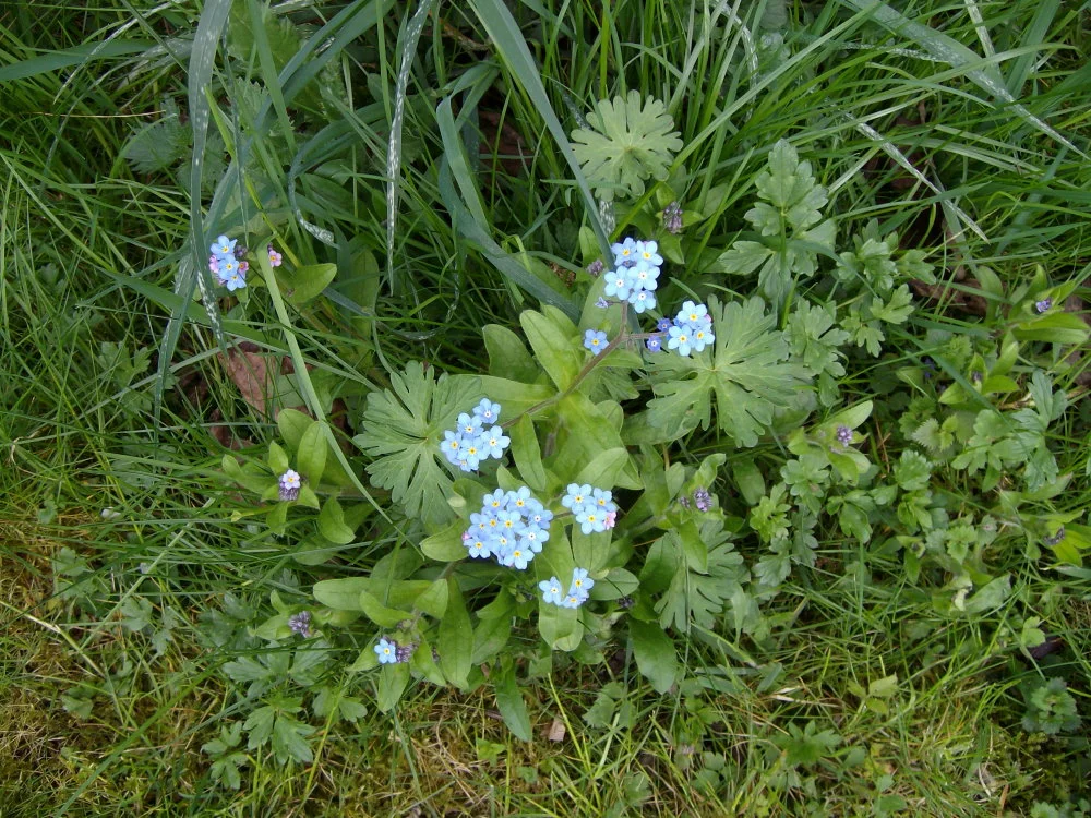 forgetmenot.jpg