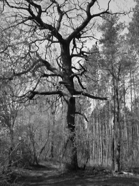 Foto0060 - Kopie.jpg