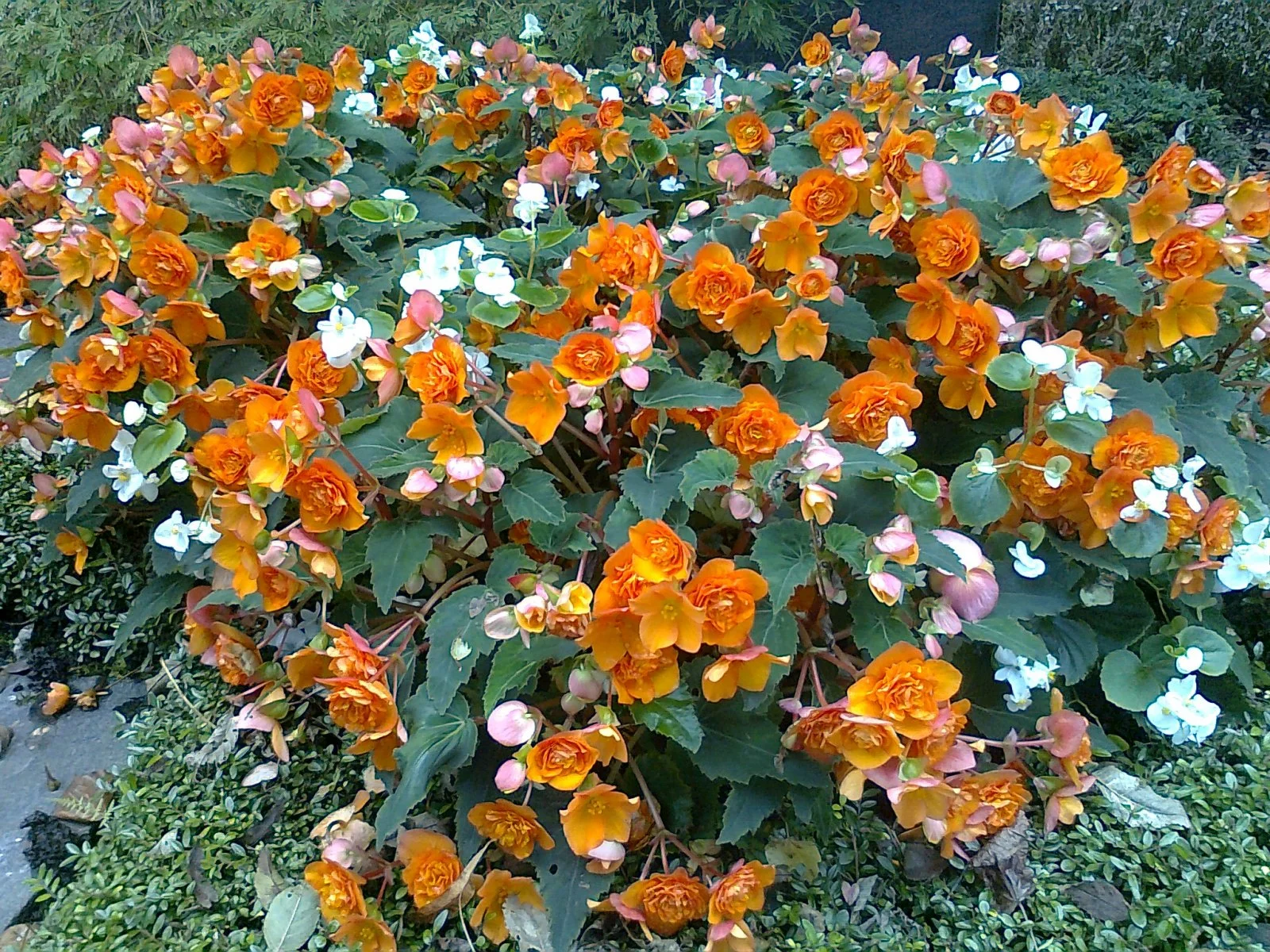 Foto0517