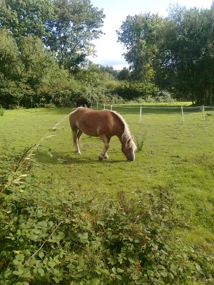 Friedenspferd