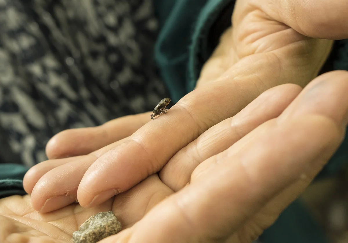 Frösch (5 von 7).jpg