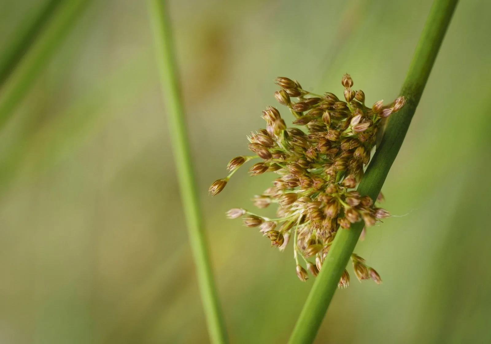 Frosch, Gekräus, Mohn, Ranke (3 von 7).jpg