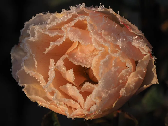 Frose002p.jpg