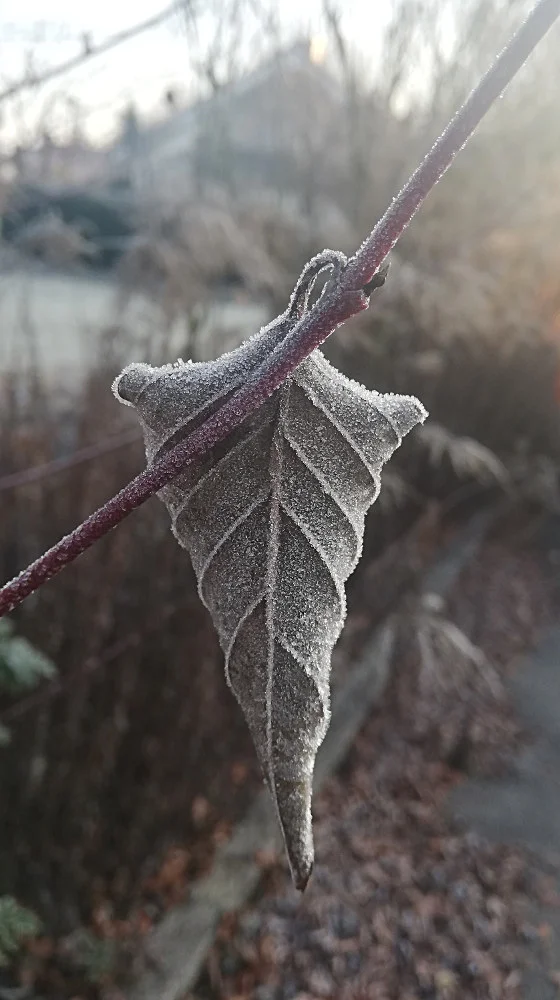 Frostblattl.jpg