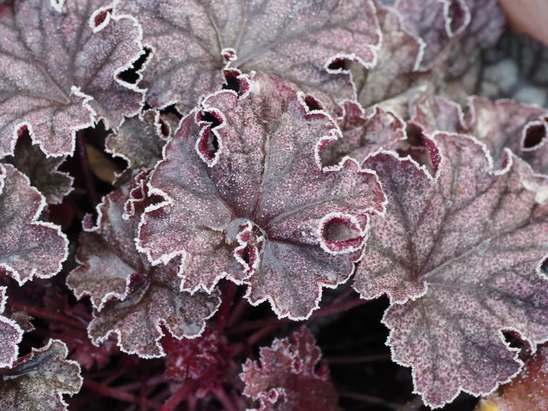 FrozblHeuchera.JPG