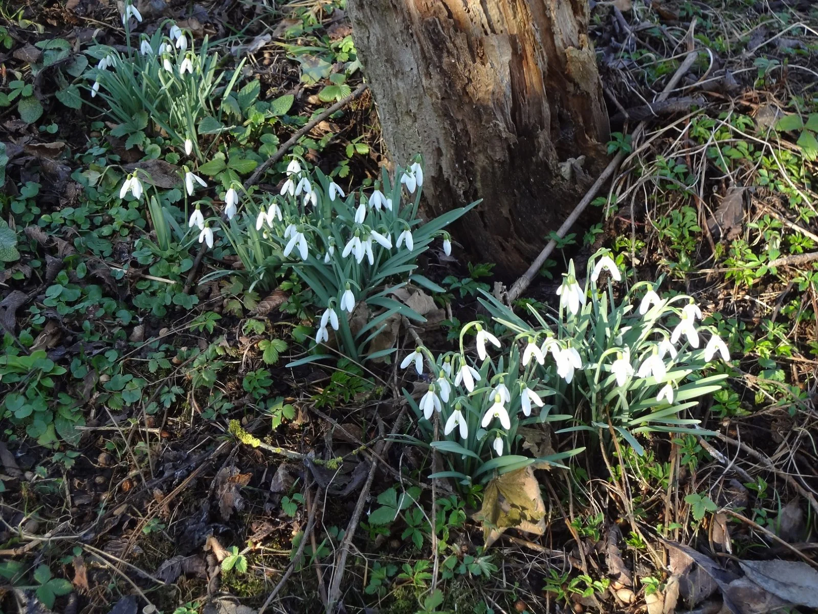 Frühling.jpg
