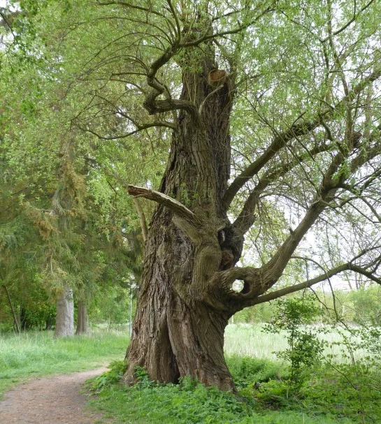 frühling.jpg