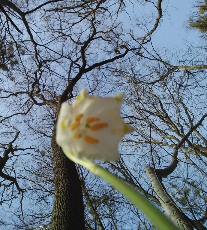 Frühlingsboten_1.jpg