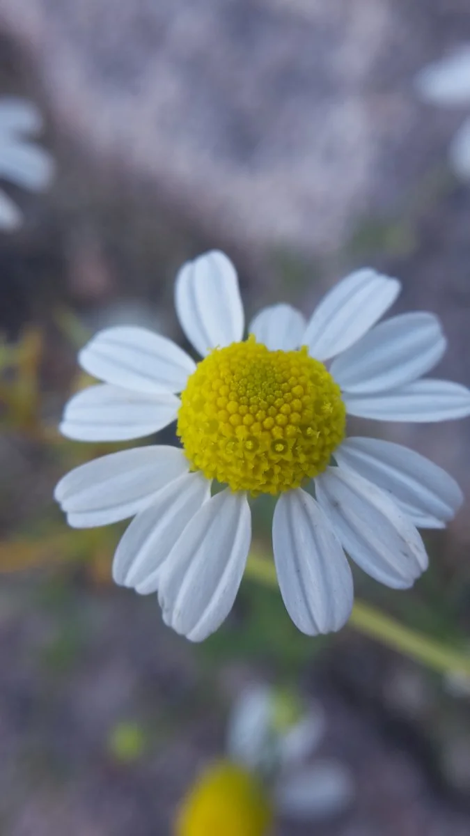 Gänseblümchen