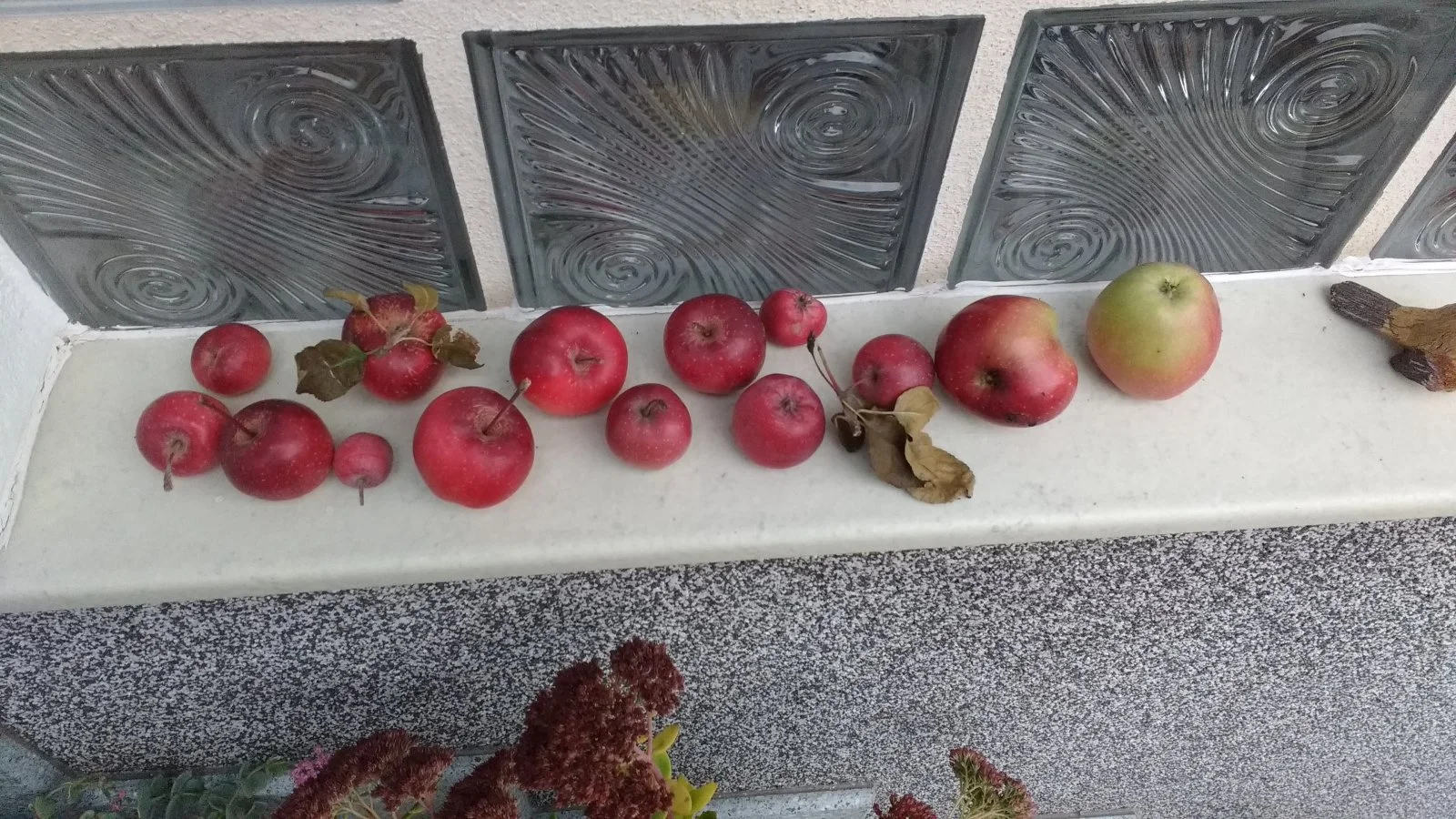 Garten 2019 bis 7.6.2019 021.jpg