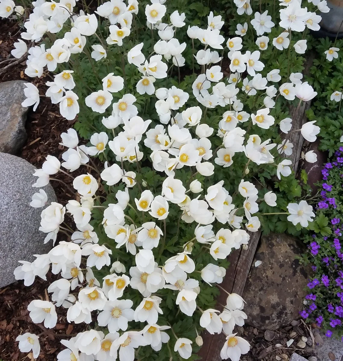 Garten 2019 bis 7.6.2019 1314.jpg