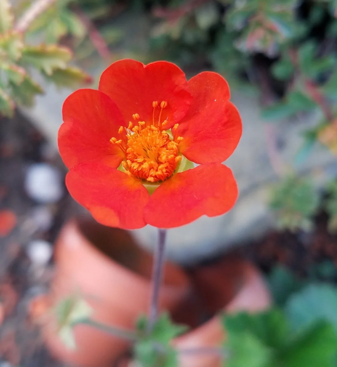 Garten 2019 bis 7.6.2019 1349.jpg