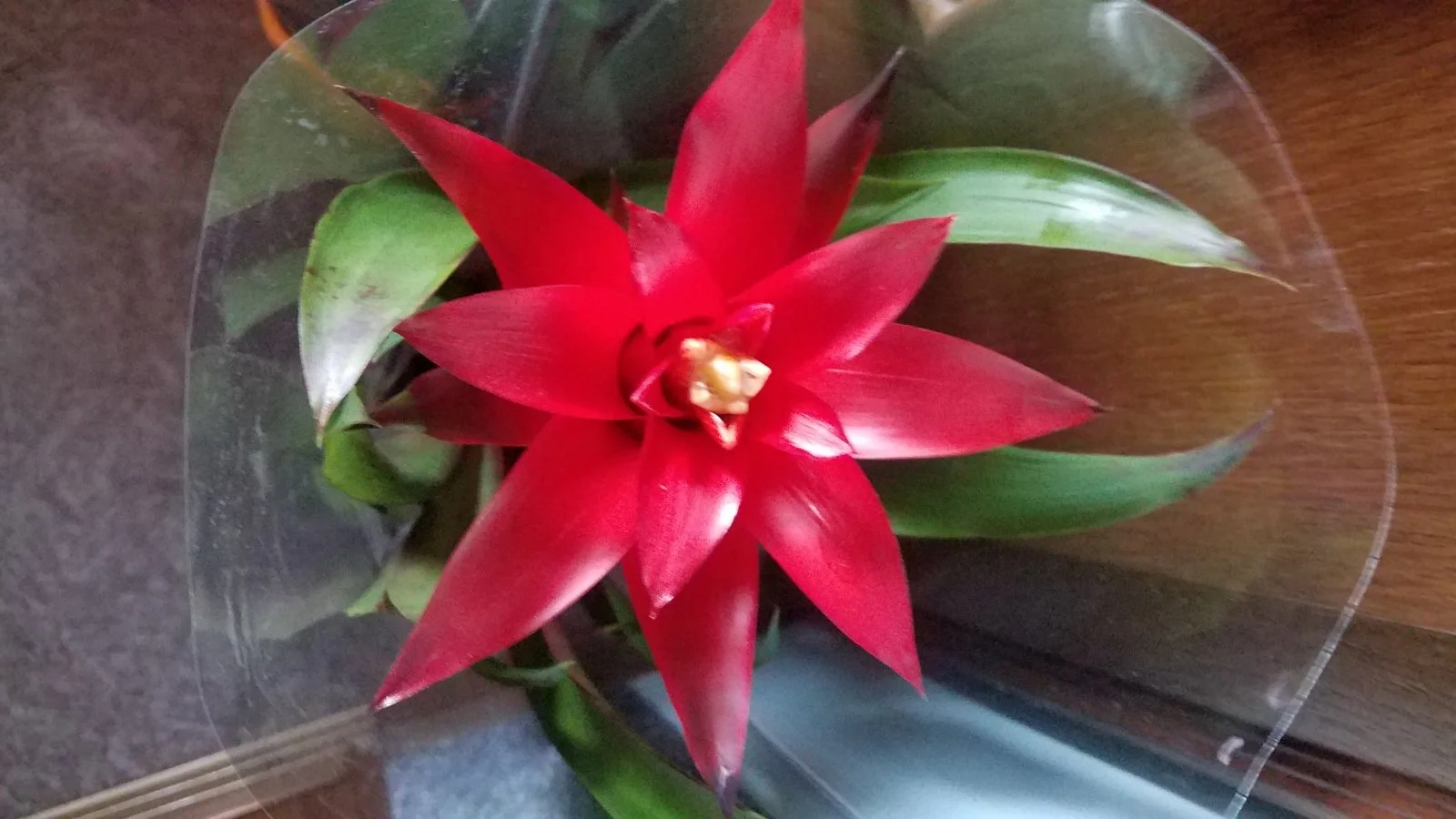 Garten 2019 bis 7.6.2019 1436.jpg