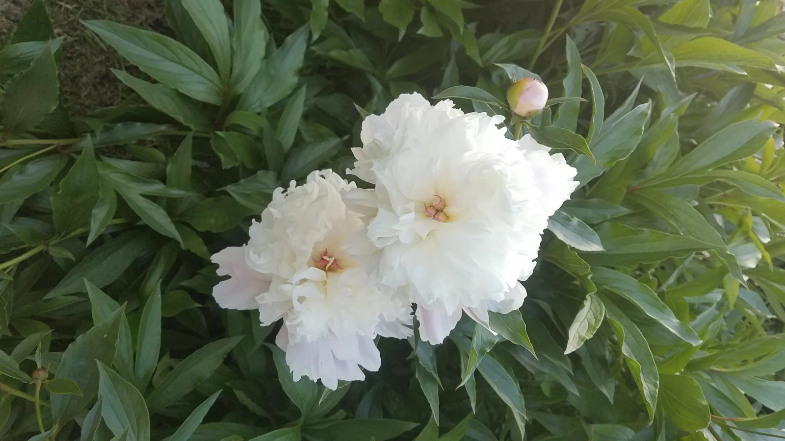Garten 2019 bis 7.6.2019 1602.jpg