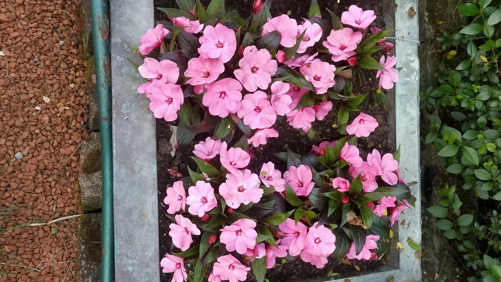 Garten 2019 bis 7.6.2019 1649.jpg