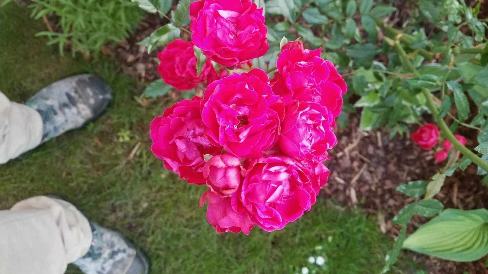 Garten 2019 bis 7.6.2019 1650.jpg