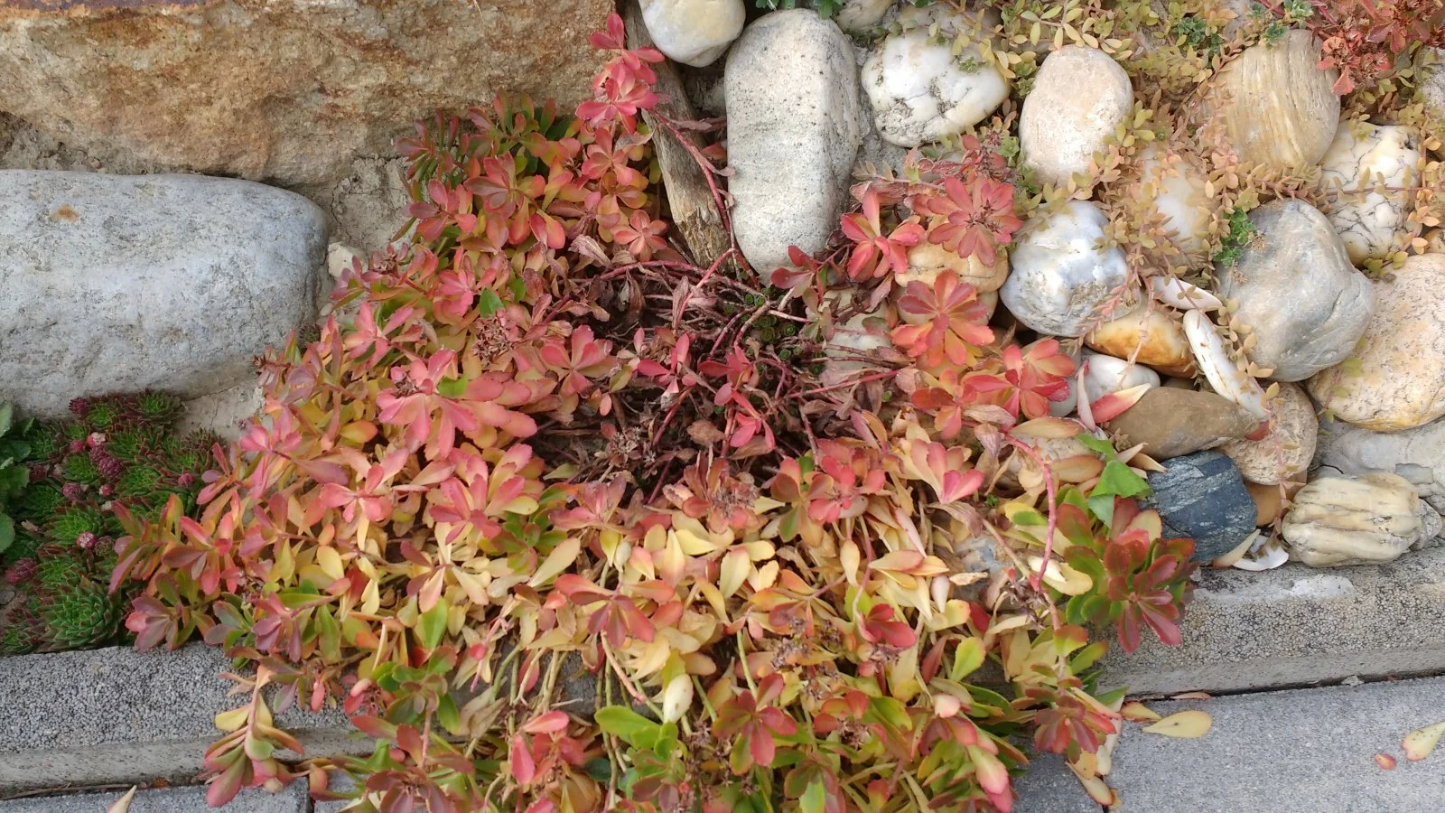 Garten 2019 bis 7.6.2019 313.jpg