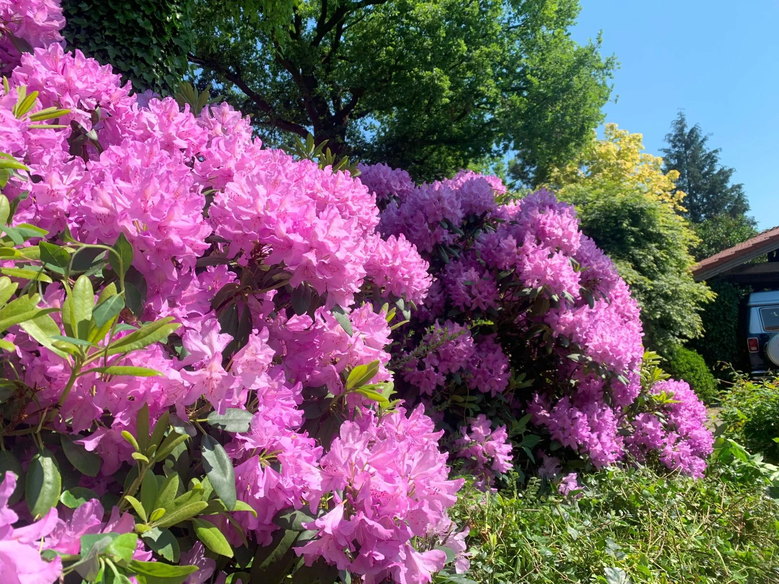 Garten 3.jpg