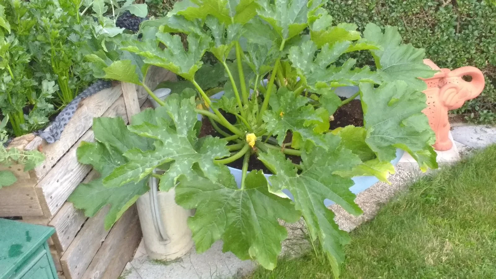 Garten Juli 2018 001.jpg