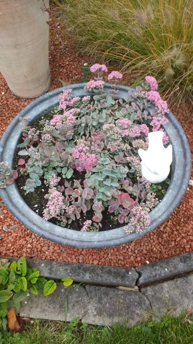 Garten Juli 2018 015.jpg