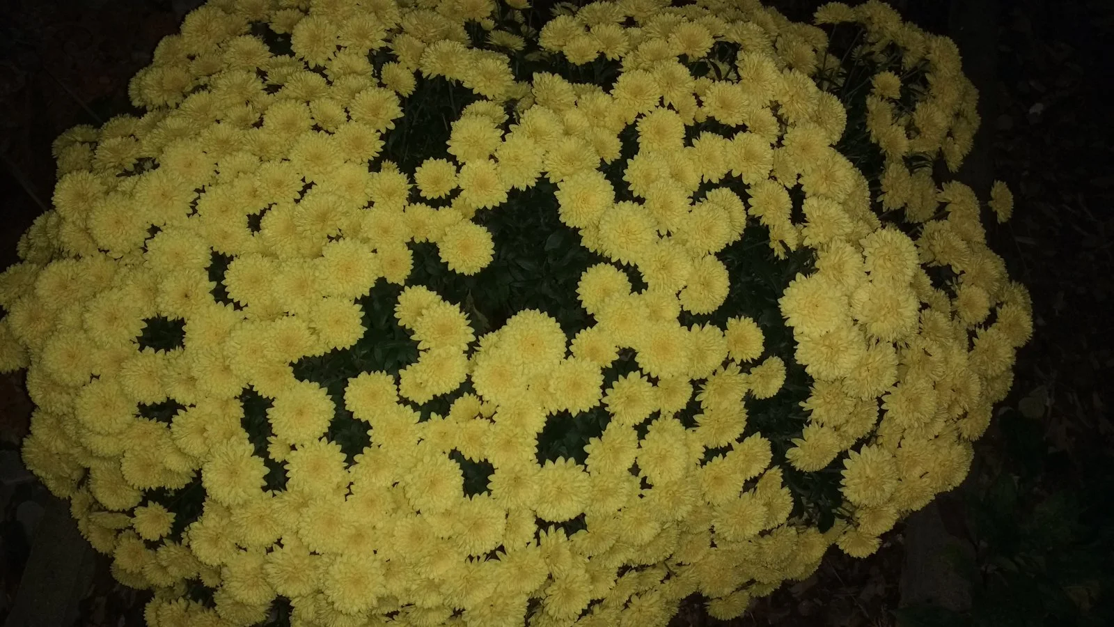 Garten Juli 2018 023.jpg