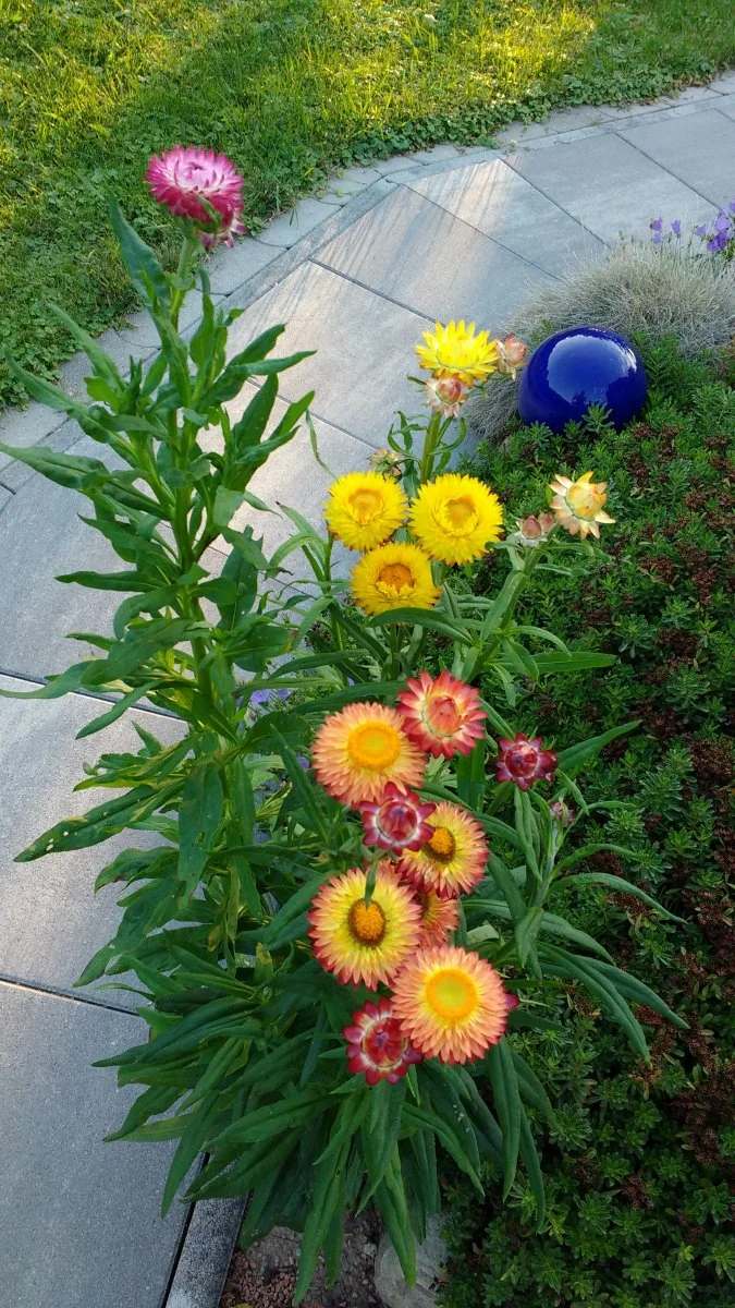 Garten Juli 2018 192.jpg