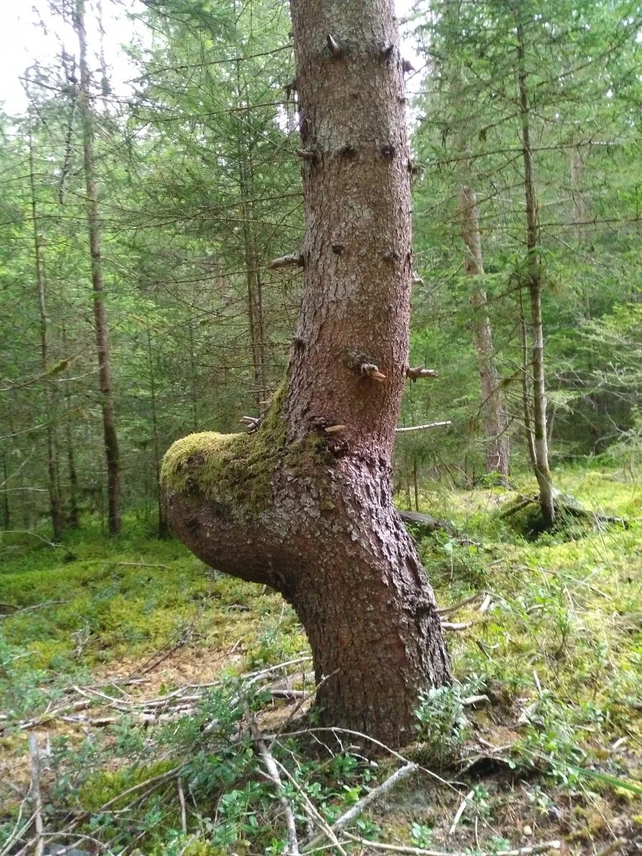 geerdeter Baum ;)