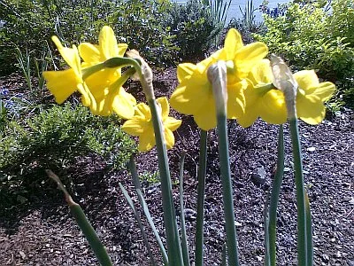 Gelbe Blüten