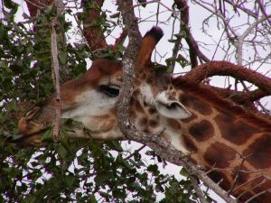 Giraffe im Krger Nationalpark