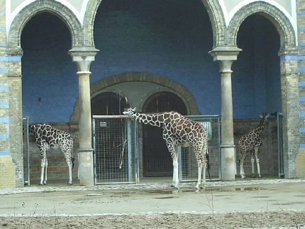 Giraffen_Zoo_Berlin_JPG2