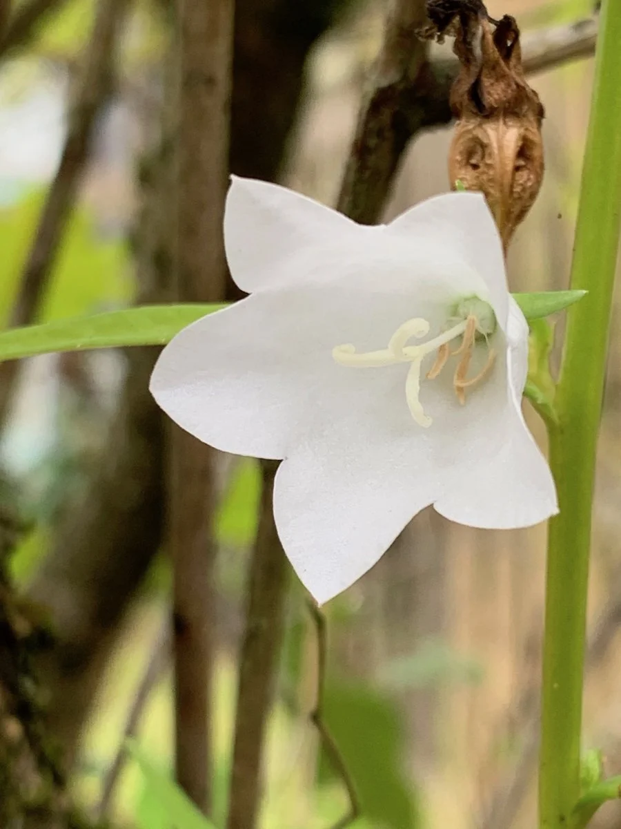Glockenblume weiß.jpg