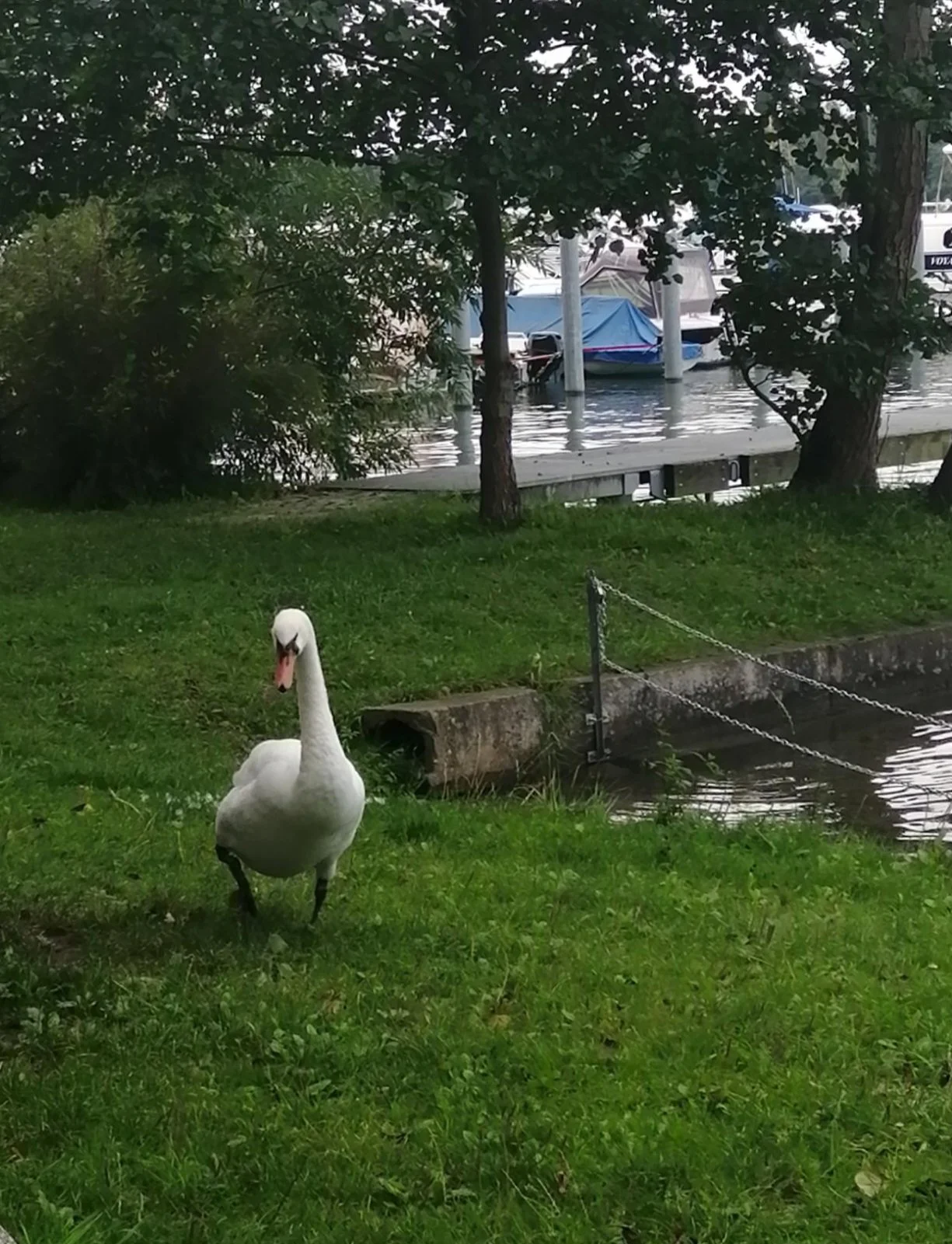 Goose Pic.webp