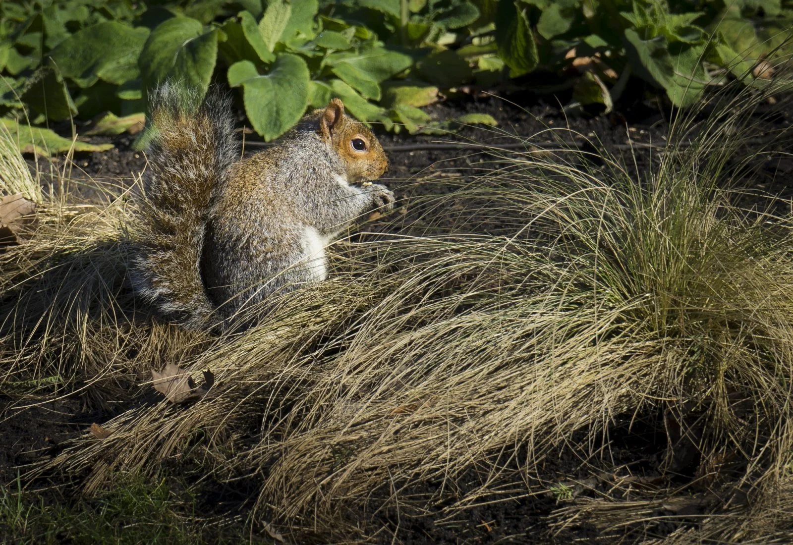 Grauhörn Hyde Park 1 (1 von 1)-2.jpg