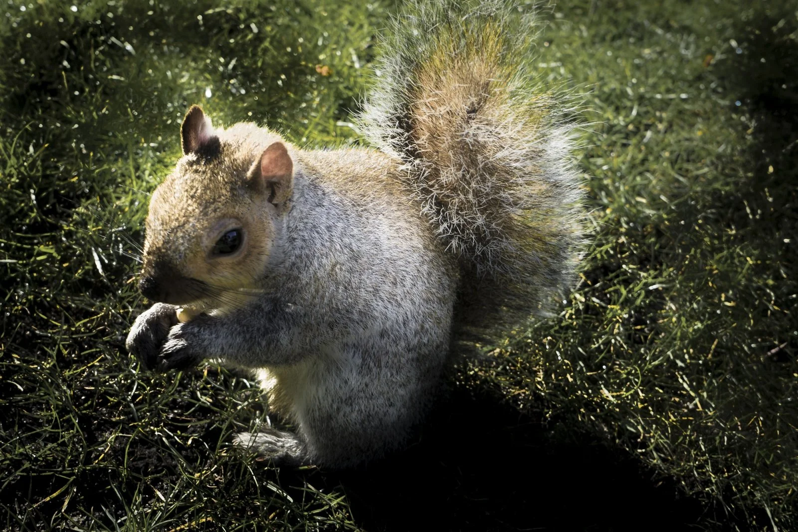 Grauhörn Hyde Park 1 (1 von 1)-3.jpg