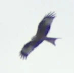 Greifvogel.jpg