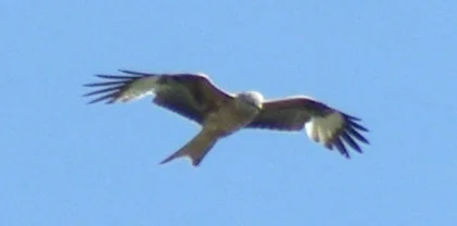 Greifvogel4Forum.jpg