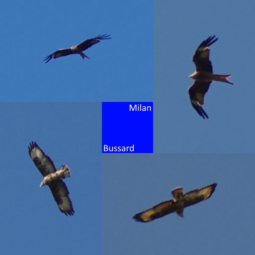 Greifvogel_Kollage.webp