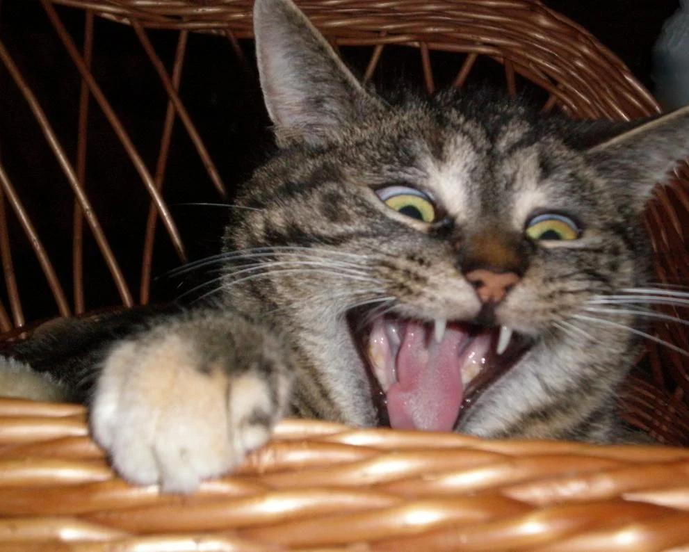 Grinsekatze.jpg