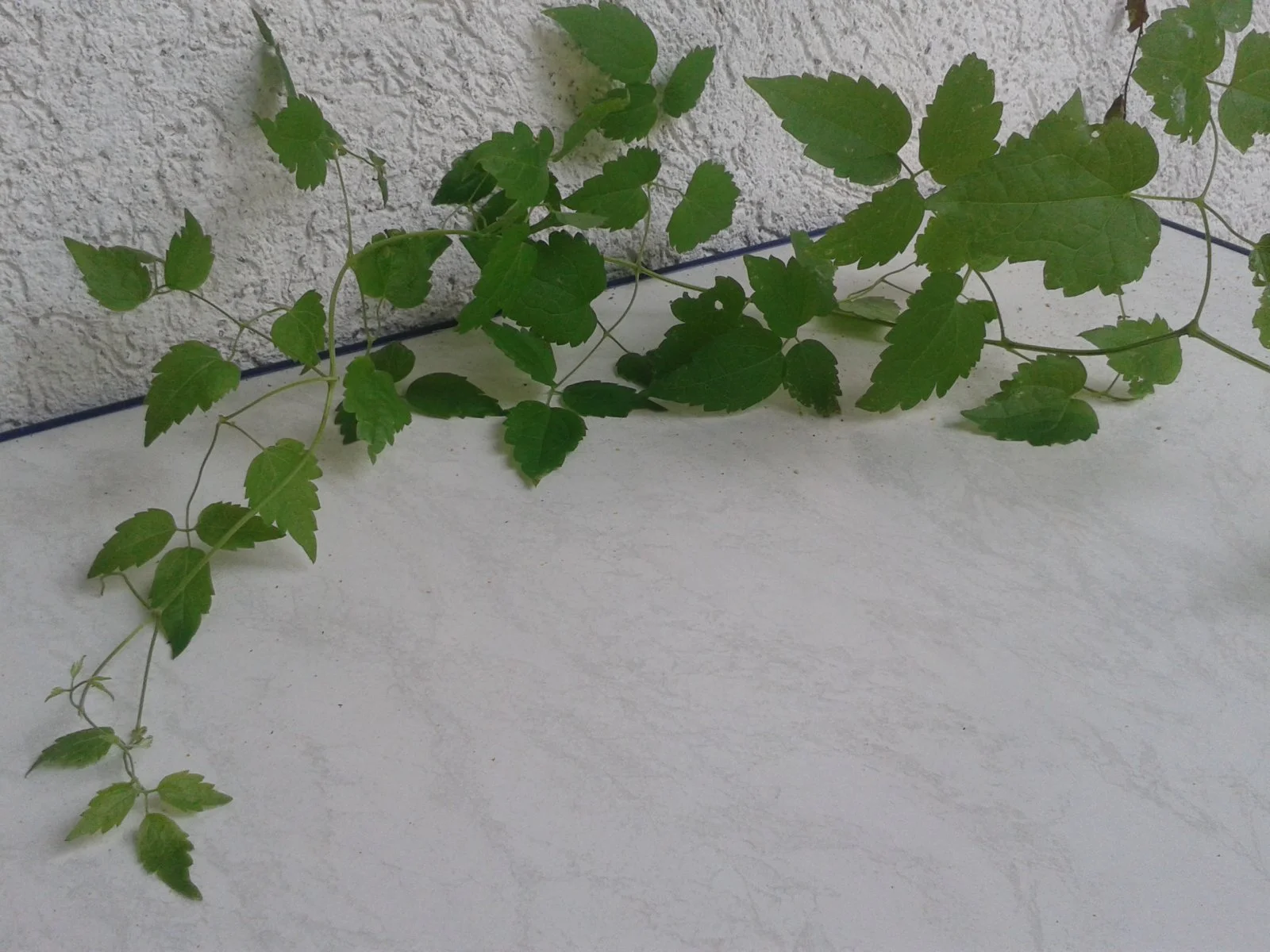 Handyaufnahmen 013.jpg