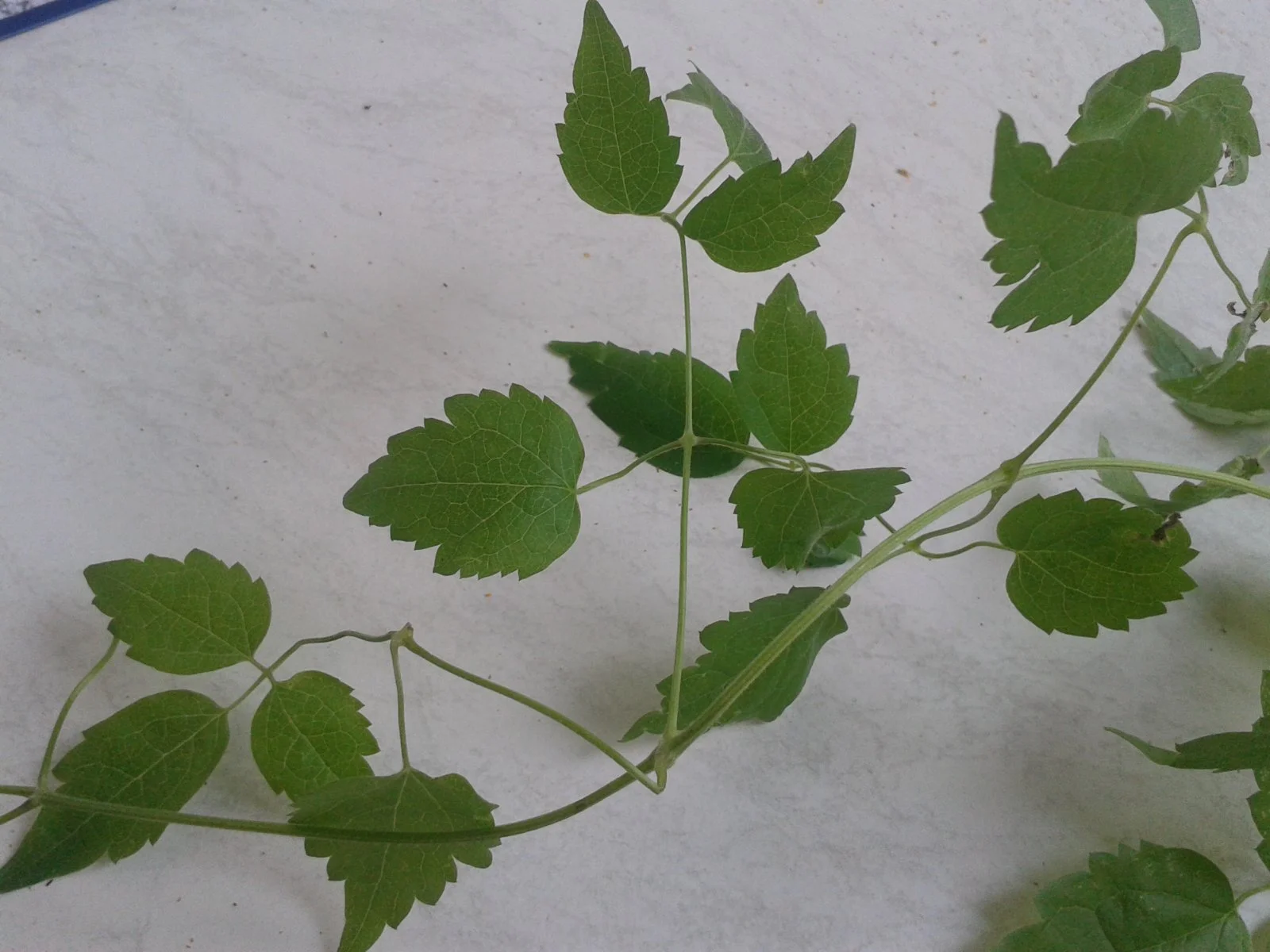 Handyaufnahmen 014.jpg