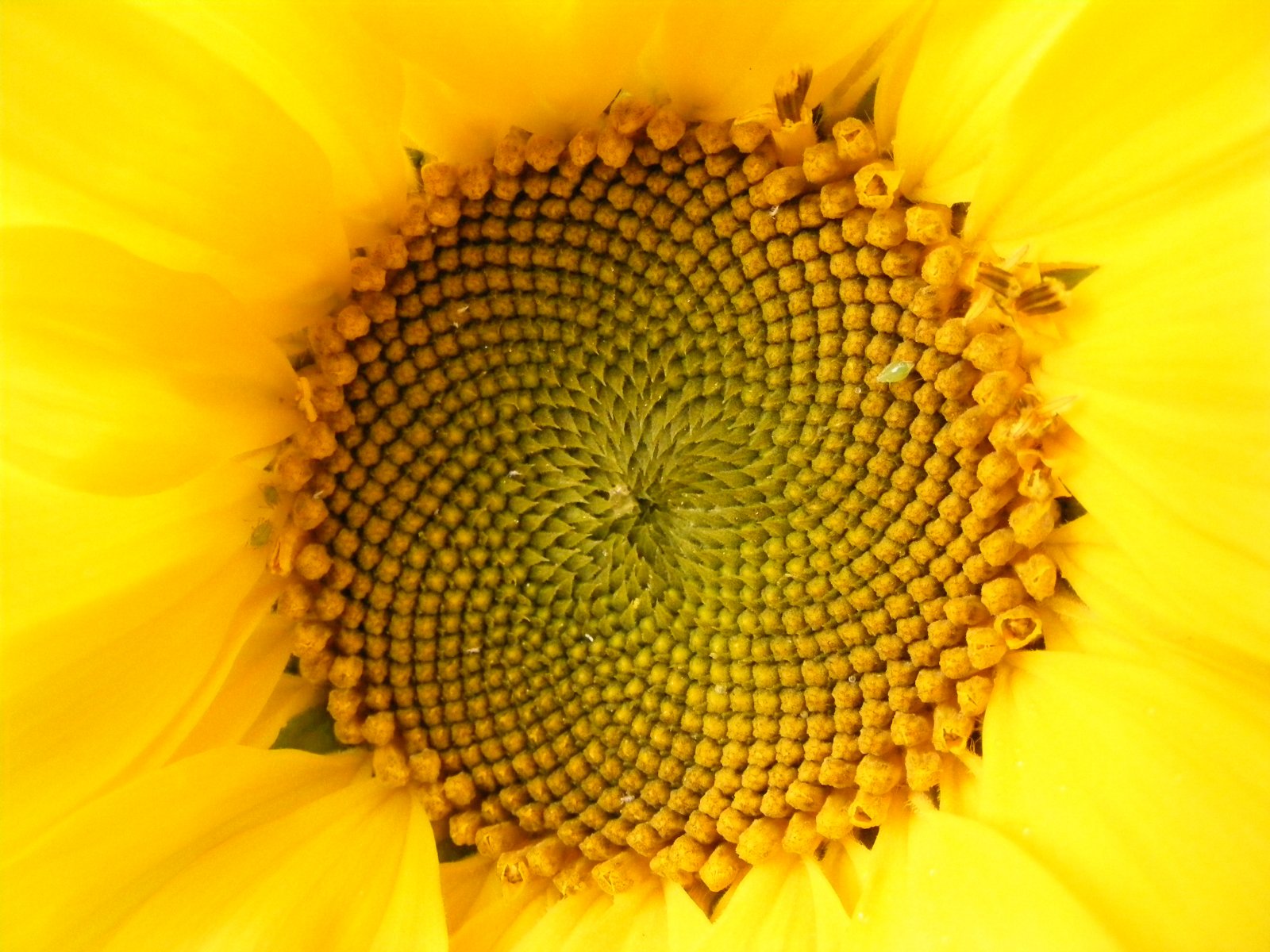 Harmonie in der Sonnenblume