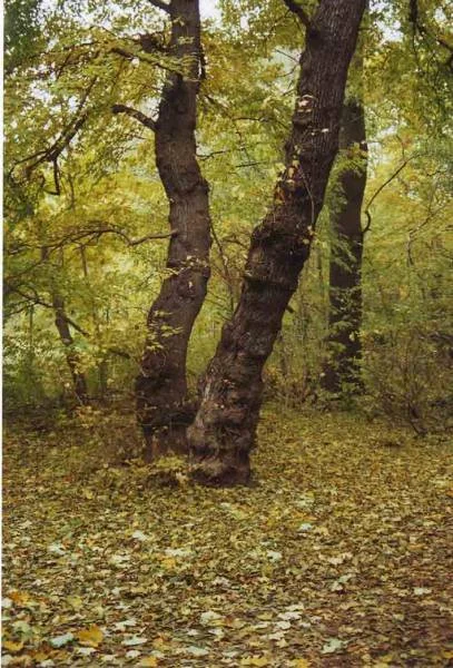 Herbstbaum