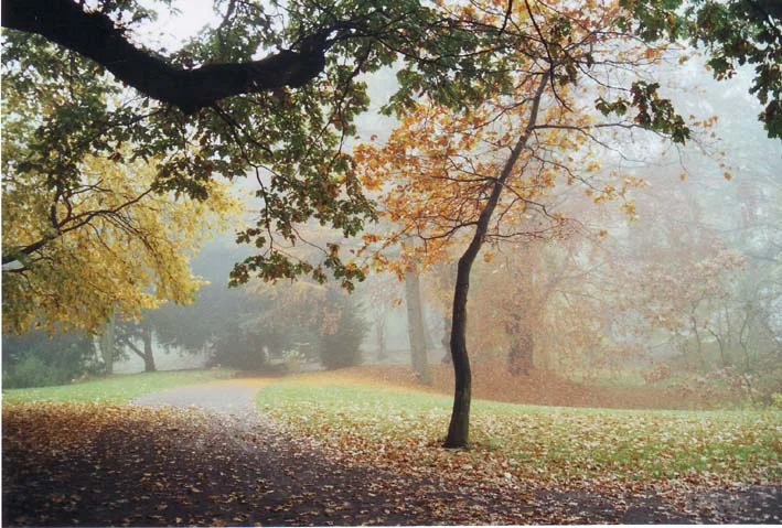 Herbstwald (aus dem letzten Jahr)