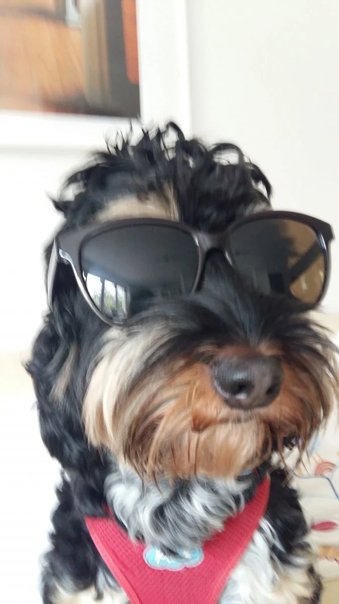 herr barney