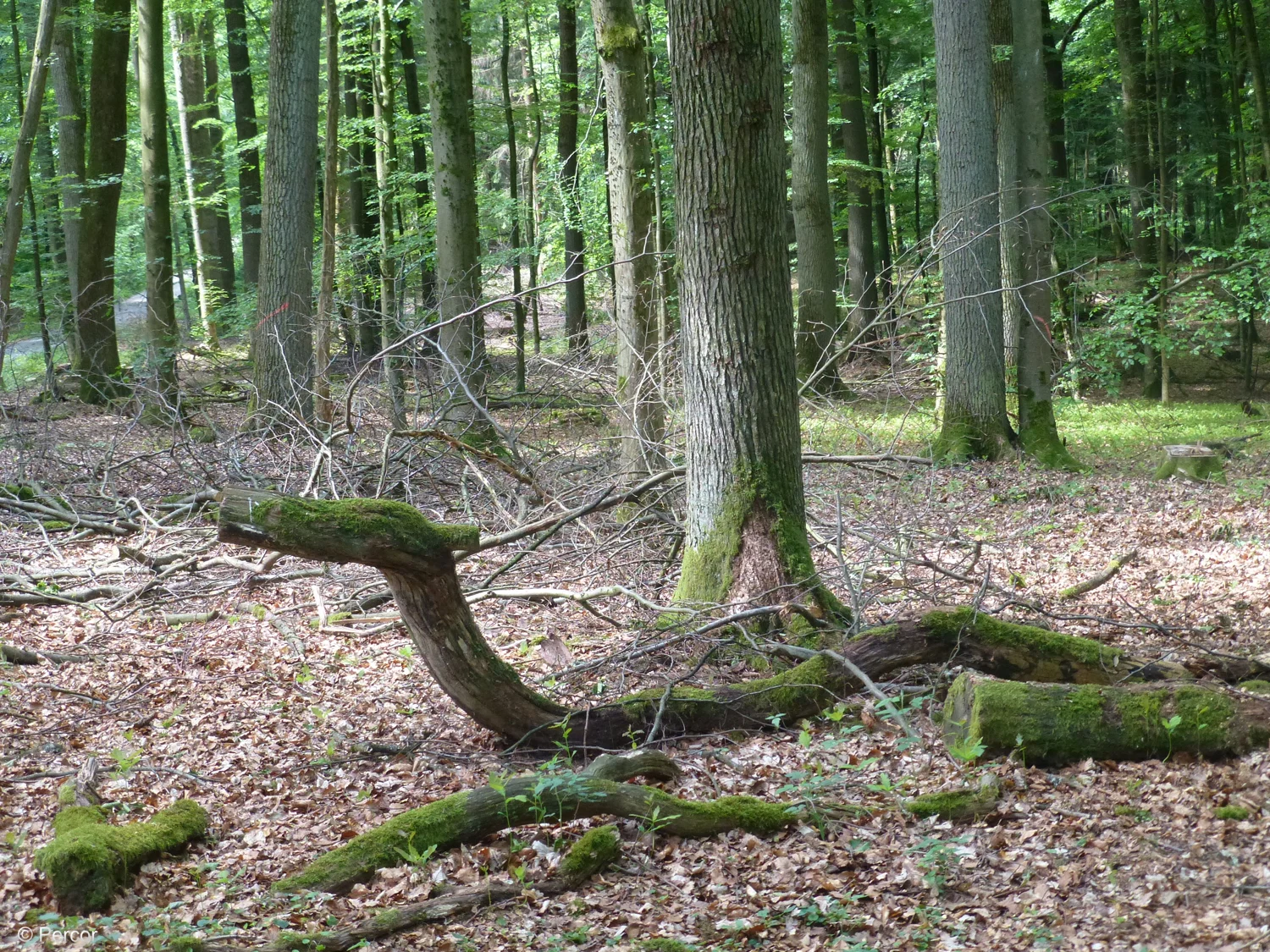Holzschlange c.png