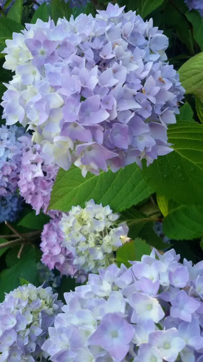 Hortensie